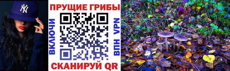 Псилоцибиновые грибы мицелий Купить где Ардон